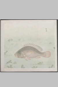 各样鱼图册.十二册.二百八十八幅.水粉.外销画.约1773-1776年中华古籍网-专注古书收集中华古籍网
