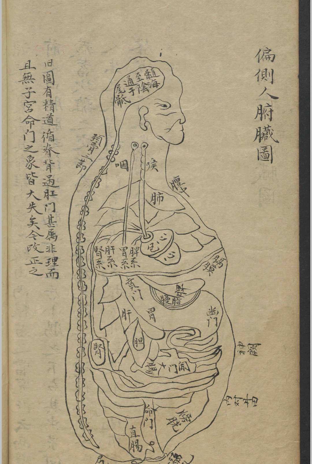 图片[5]-中华古籍网-专注古书收集郭佩兰 经穴指南   1800-中华古籍网-专注古书收集中华古籍网-专注古书收集