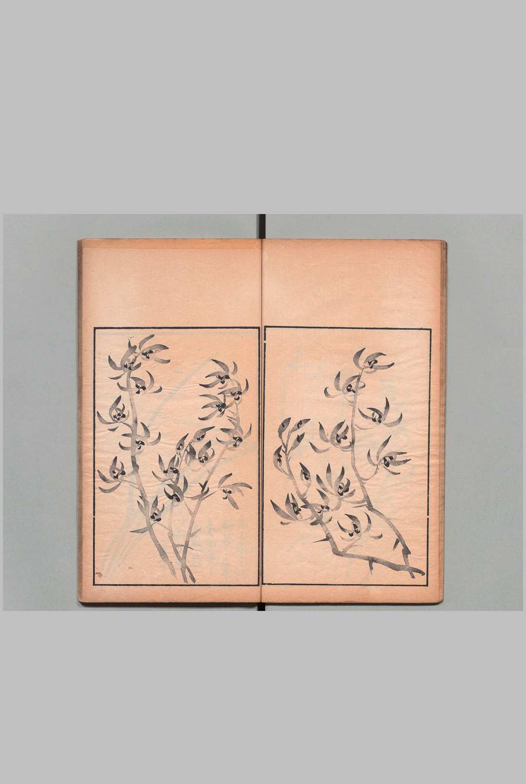 图片[4]中华古籍网-专注古书收集兰谱 １卷 竹谱１卷 王寅（清）加岛信成 刊本 ,明治15年中华古籍网-专注古书收集中华古籍网