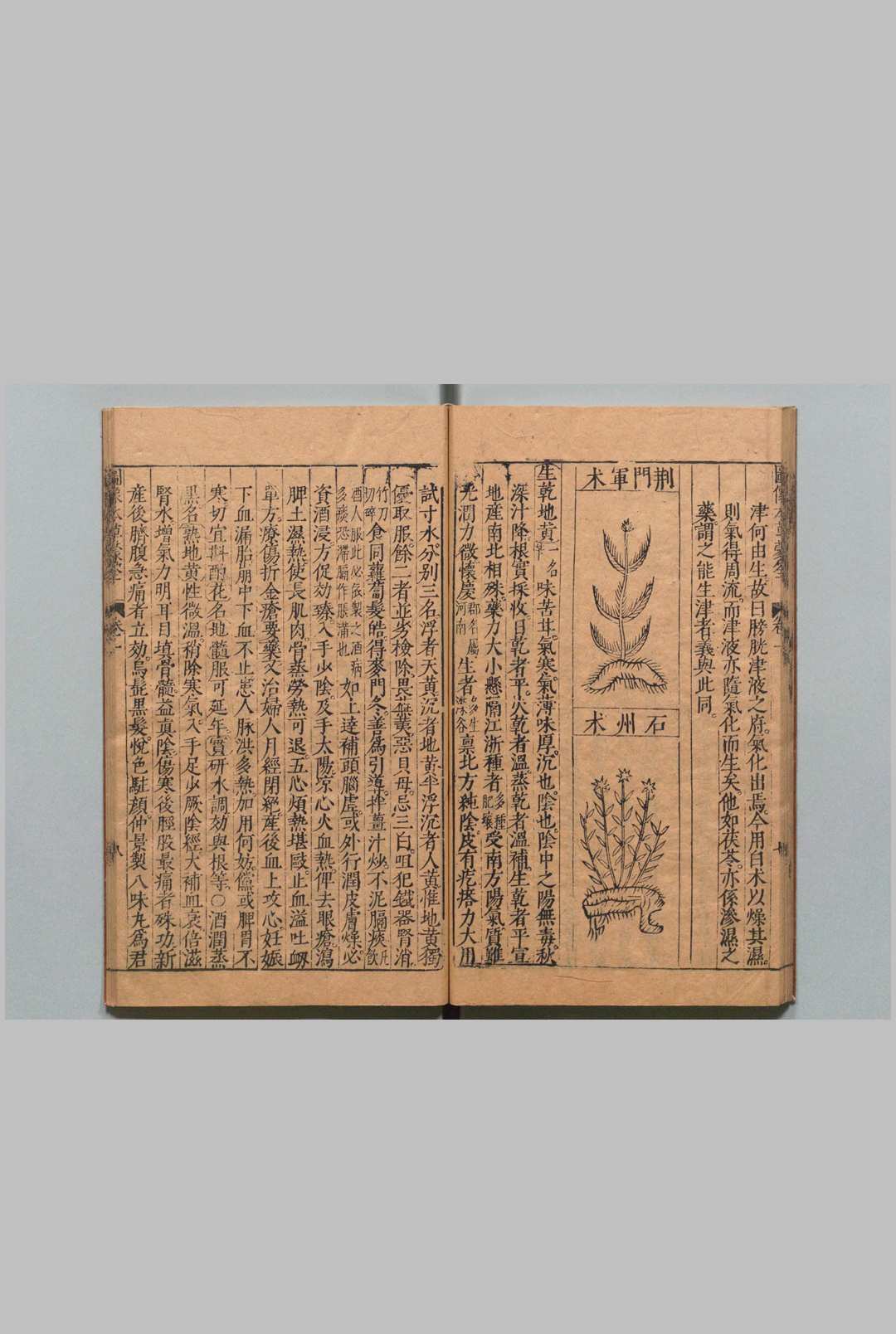 图片[10]中华古籍网-专注古书收集图像本草蒙筌 12卷 首１卷 陈嘉谟 刘孔敦 明崇祯元年中华古籍网-专注古书收集中华古籍网