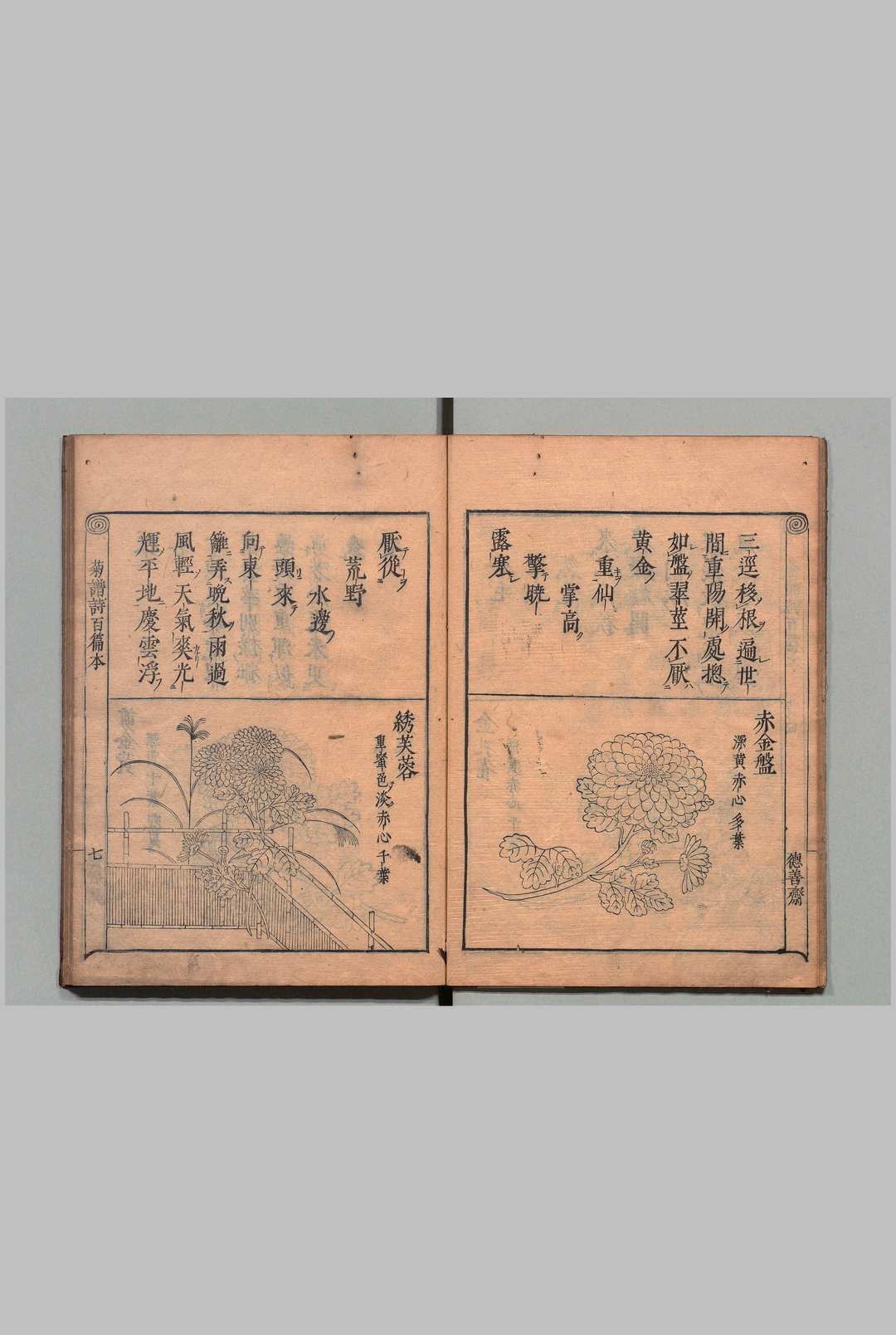 图片[5]中华古籍网-专注古书收集菊谱百咏图 ２卷 附１卷 朱有爌（明）德善斋（明）刊本 ,贞享3年中华古籍网-专注古书收集中华古籍网