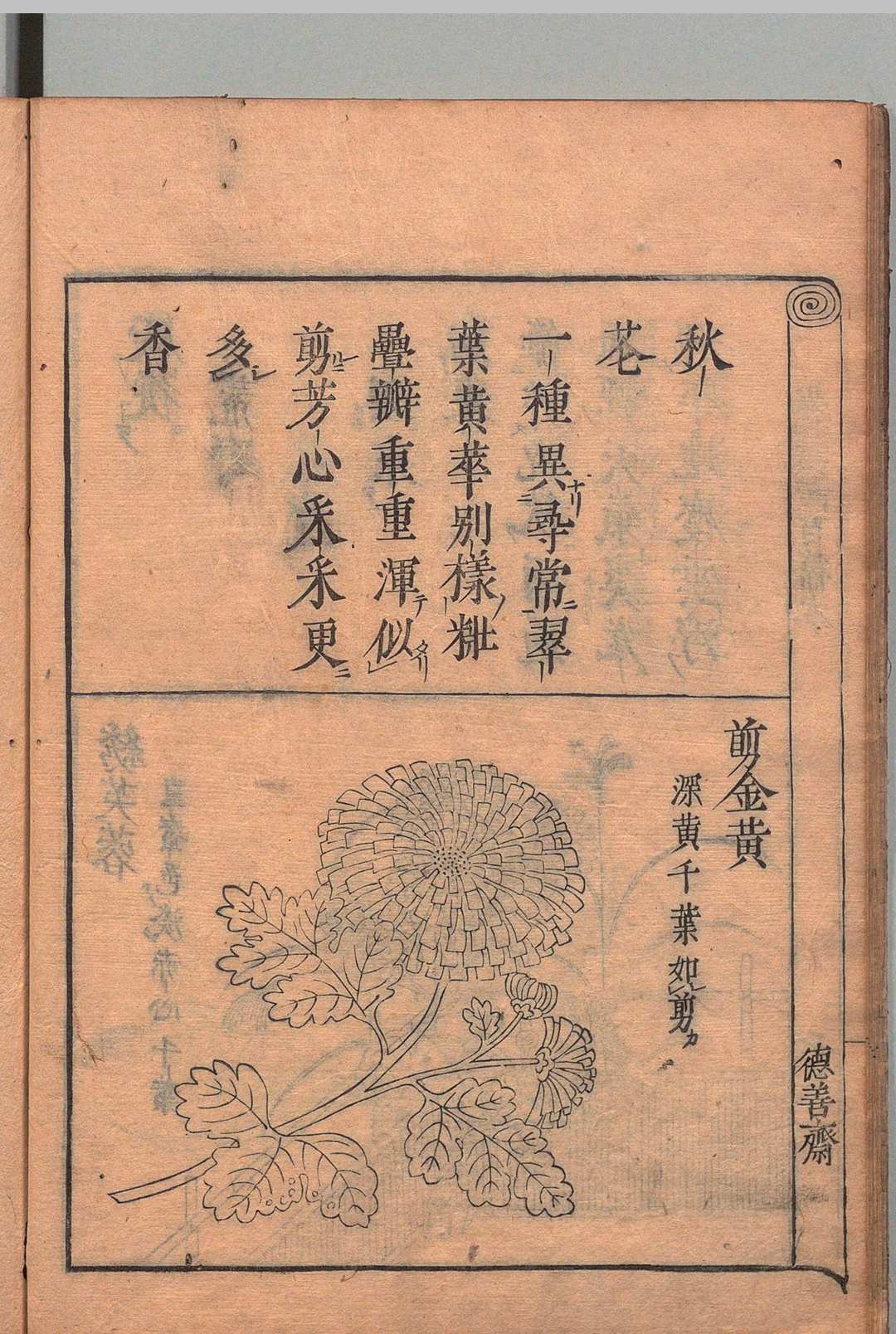 图片[6]中华古籍网-专注古书收集菊谱百咏图 ２卷 附１卷 朱有爌（明）德善斋（明）刊本 ,贞享3年中华古籍网-专注古书收集中华古籍网