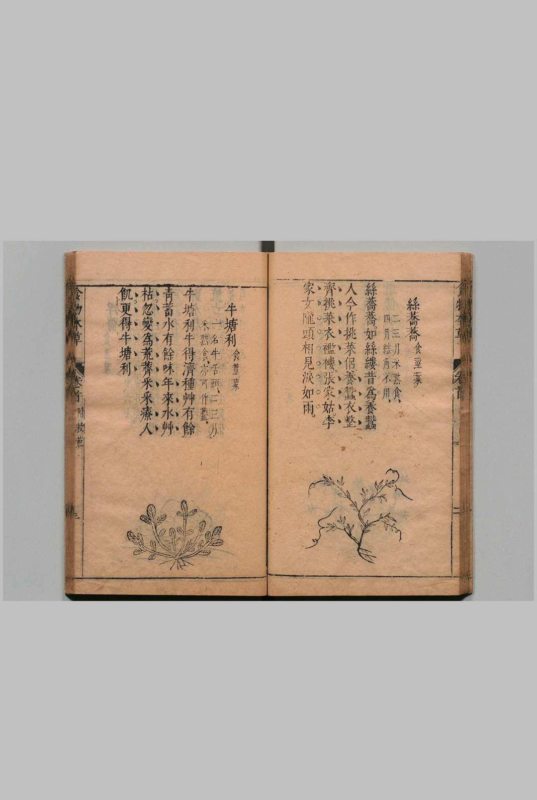 图片[13]中华古籍网-专注古书收集食物本草 李时珍 明崇祯11年中华古籍网-专注古书收集中华古籍网