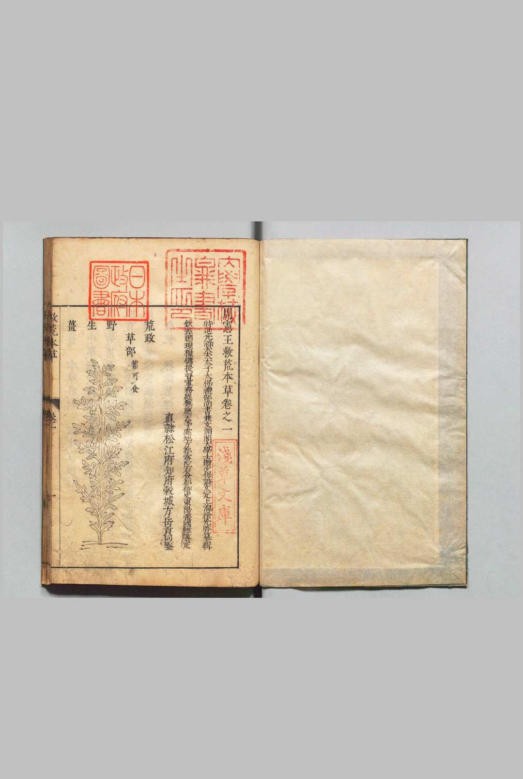 图片[4]中华古籍网-专注古书收集周宪王救荒本草 徐光启 王磐 明刊本中华古籍网-专注古书收集中华古籍网