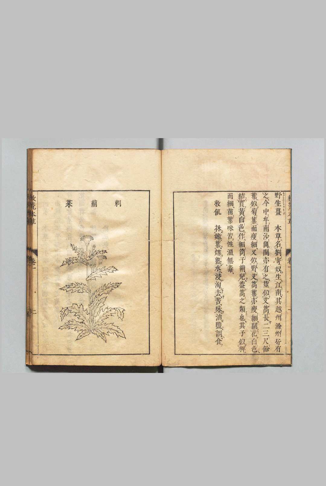 图片[8]中华古籍网-专注古书收集周宪王救荒本草 徐光启 王磐 明刊本中华古籍网-专注古书收集中华古籍网