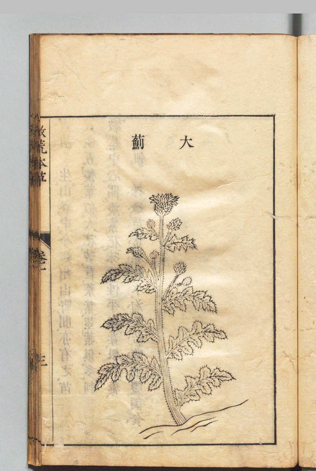 图片[7]中华古籍网-专注古书收集周宪王救荒本草 徐光启 王磐 明刊本中华古籍网-专注古书收集中华古籍网