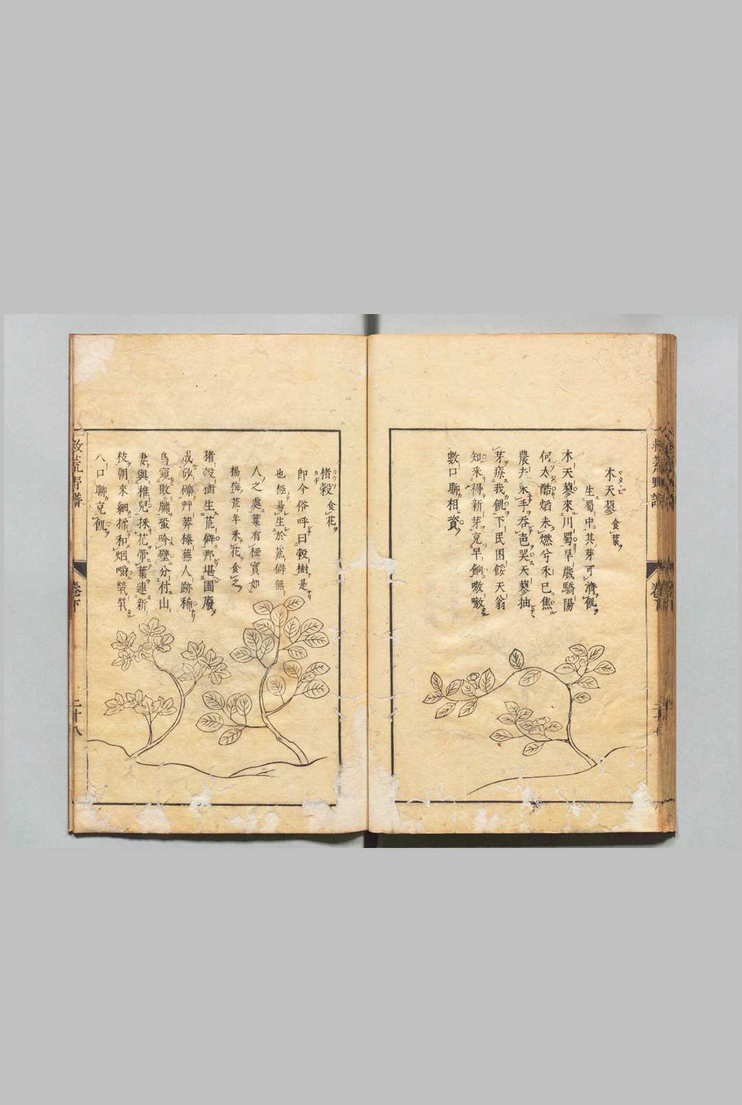 图片[5]中华古籍网-专注古书收集周宪王救荒本草 徐光启 王磐 明刊本中华古籍网-专注古书收集中华古籍网