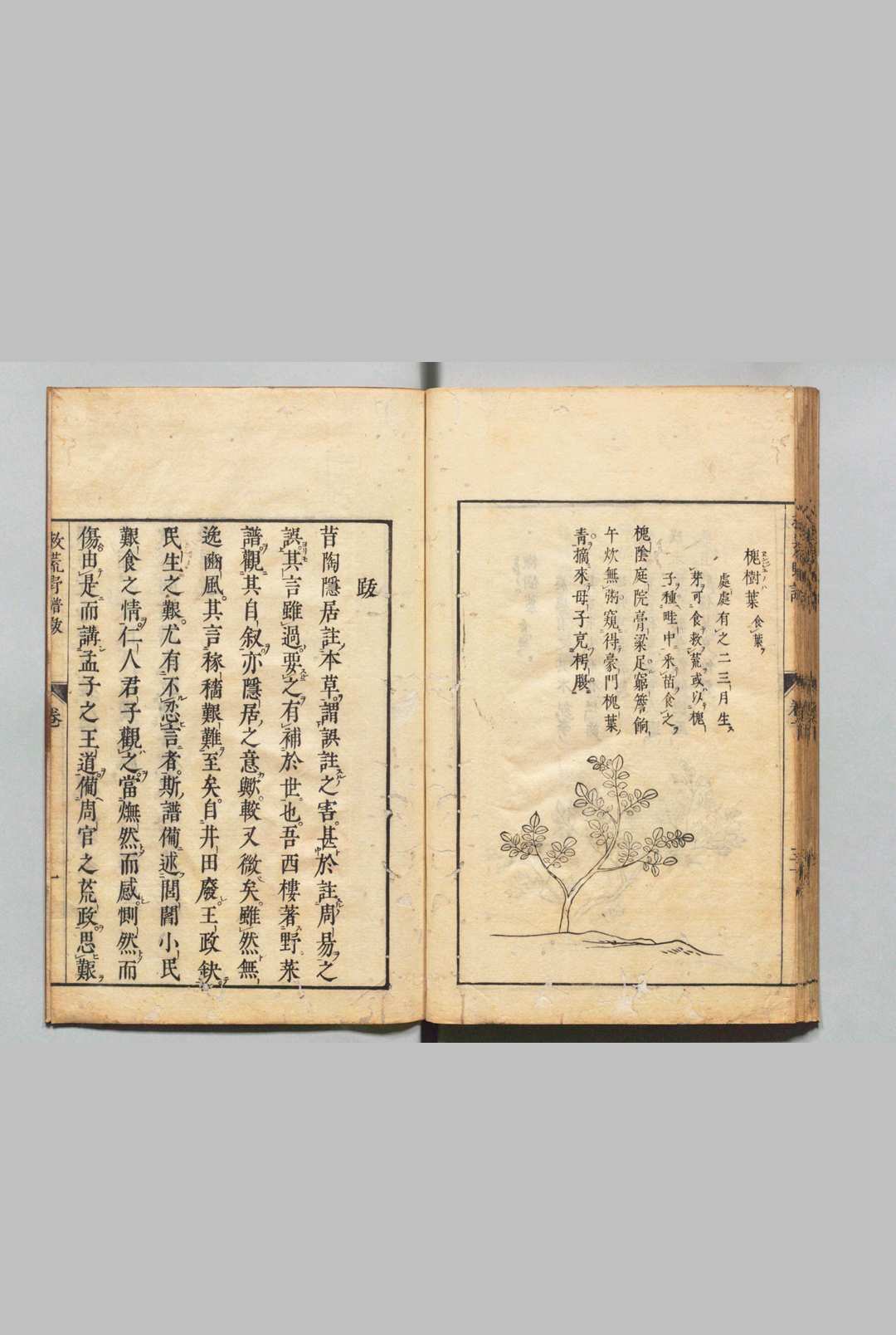 图片[10]中华古籍网-专注古书收集周宪王救荒本草 徐光启 王磐 明刊本中华古籍网-专注古书收集中华古籍网