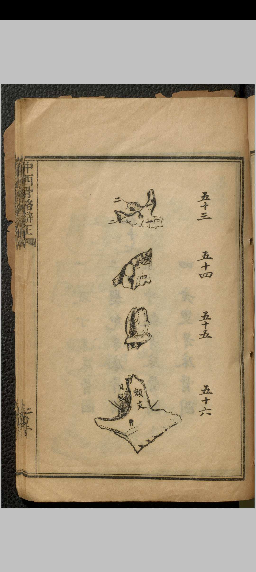 图片[14]中华古籍网-专注古书收集中西骨格辩正 七卷 刘铭之中华古籍网-专注古书收集中华古籍网