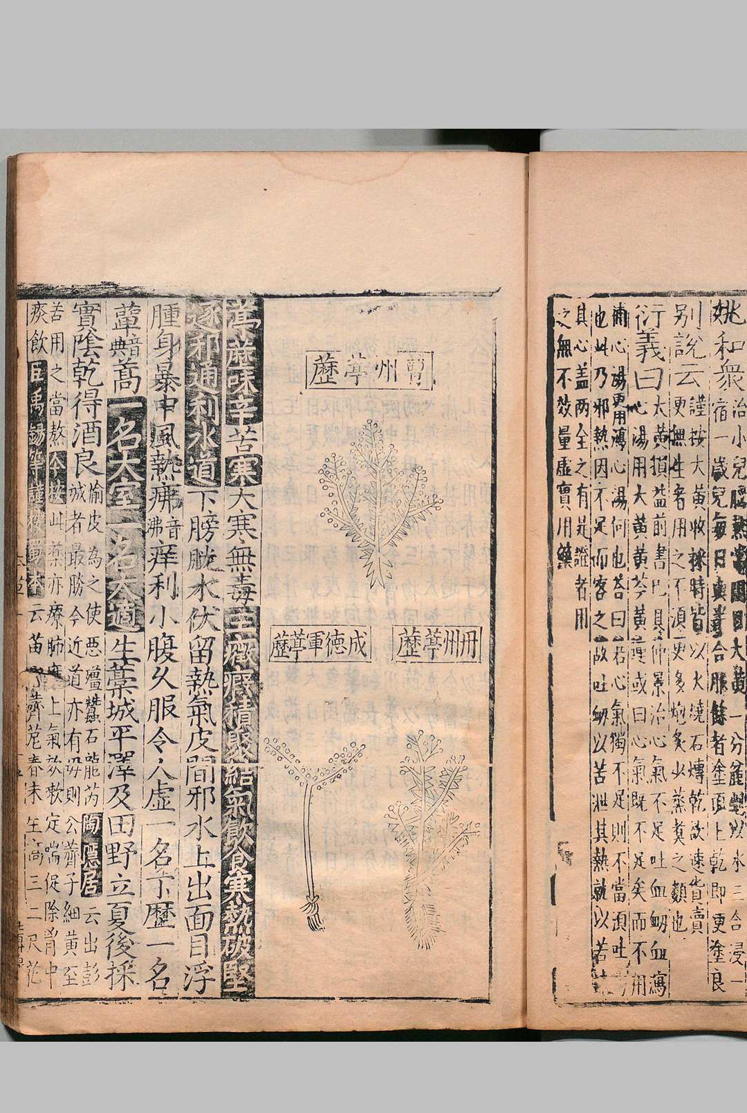 图片[12]中华古籍网-专注古书收集重刊经史证类大全本草 31卷 唐慎微（宋）明万历28年 , 籍山书院中华古籍网-专注古书收集中华古籍网