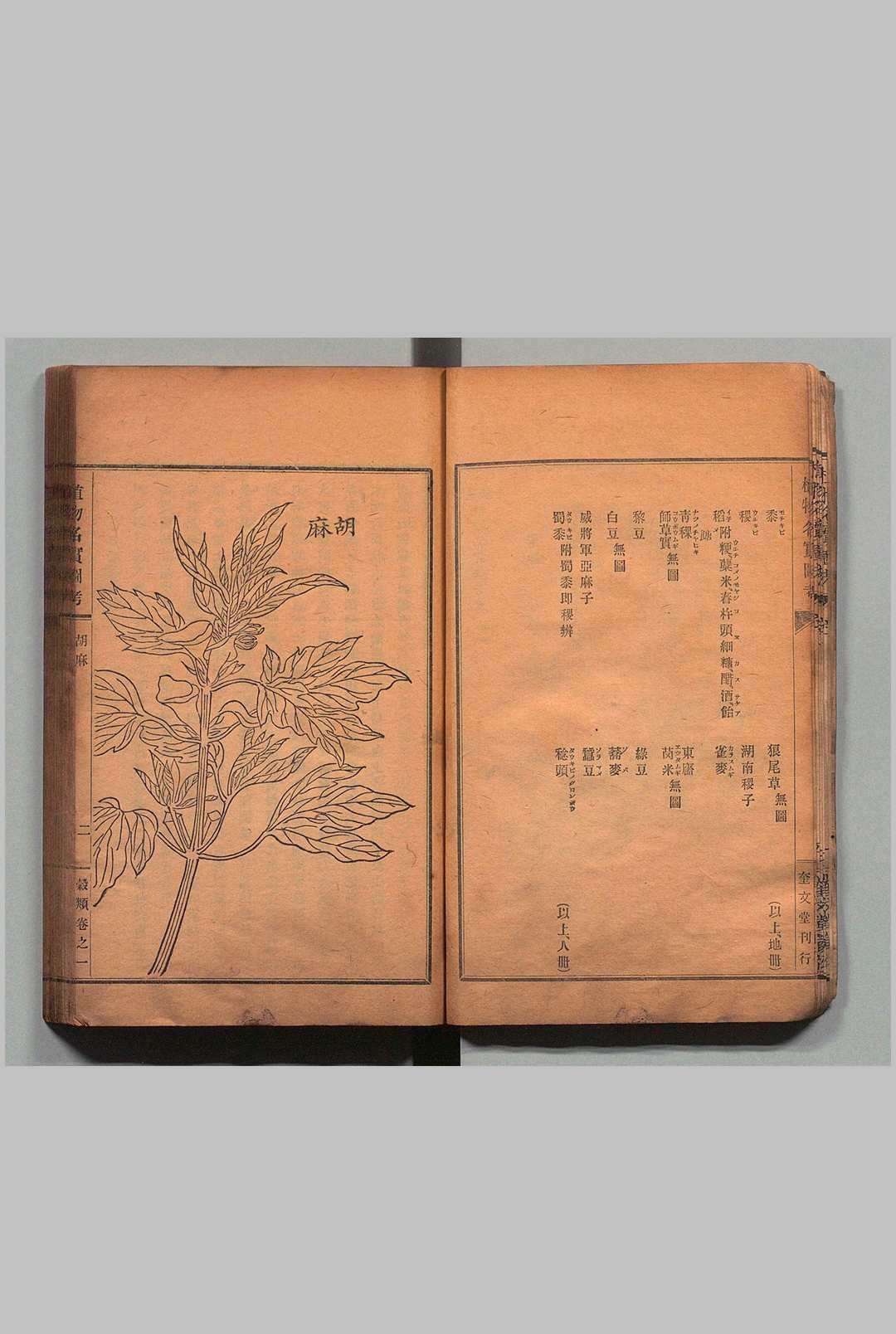 图片[3]中华古籍网-专注古书收集重修植物名实图考 32卷 吴其濬（清）小野职修 训点者冈松瓮谷 刊本 ,明治16年 ～ 刊本 ,明治20年中华古籍网-专注古书收集中华古籍网