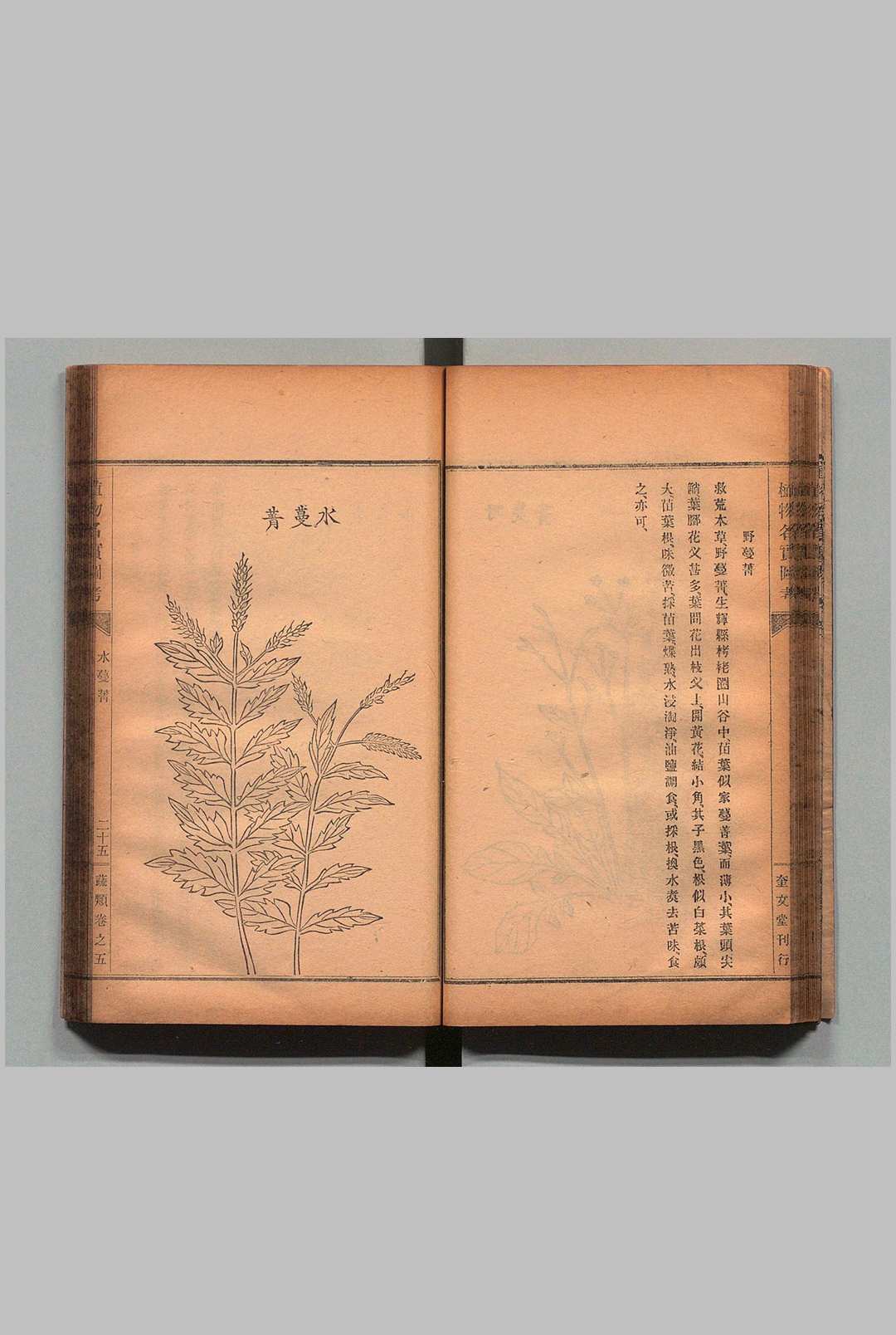 图片[8]中华古籍网-专注古书收集重修植物名实图考 32卷 吴其濬（清）小野职修 训点者冈松瓮谷 刊本 ,明治16年 ～ 刊本 ,明治20年中华古籍网-专注古书收集中华古籍网
