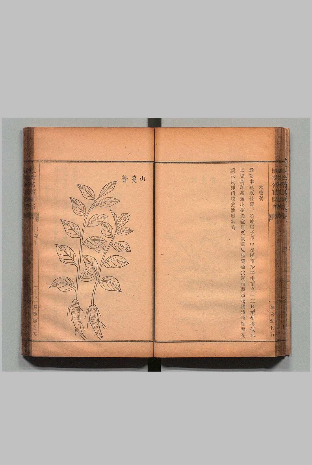 图片[6]中华古籍网-专注古书收集重修植物名实图考 32卷 吴其濬（清）小野职修 训点者冈松瓮谷 刊本 ,明治16年 ～ 刊本 ,明治20年中华古籍网-专注古书收集中华古籍网