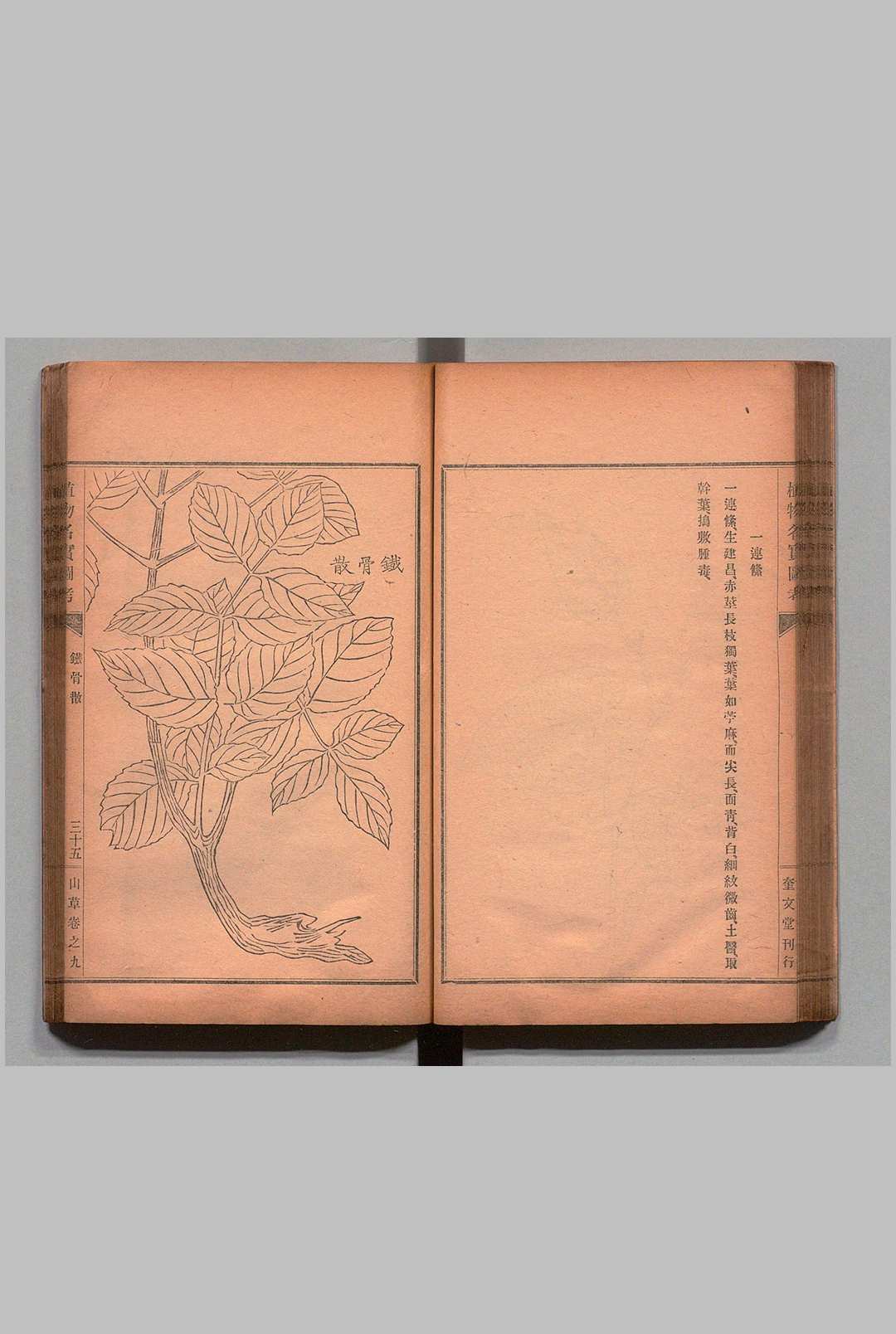 图片[5]中华古籍网-专注古书收集重修植物名实图考 32卷 吴其濬（清）小野职修 训点者冈松瓮谷 刊本 ,明治16年 ～ 刊本 ,明治20年中华古籍网-专注古书收集中华古籍网