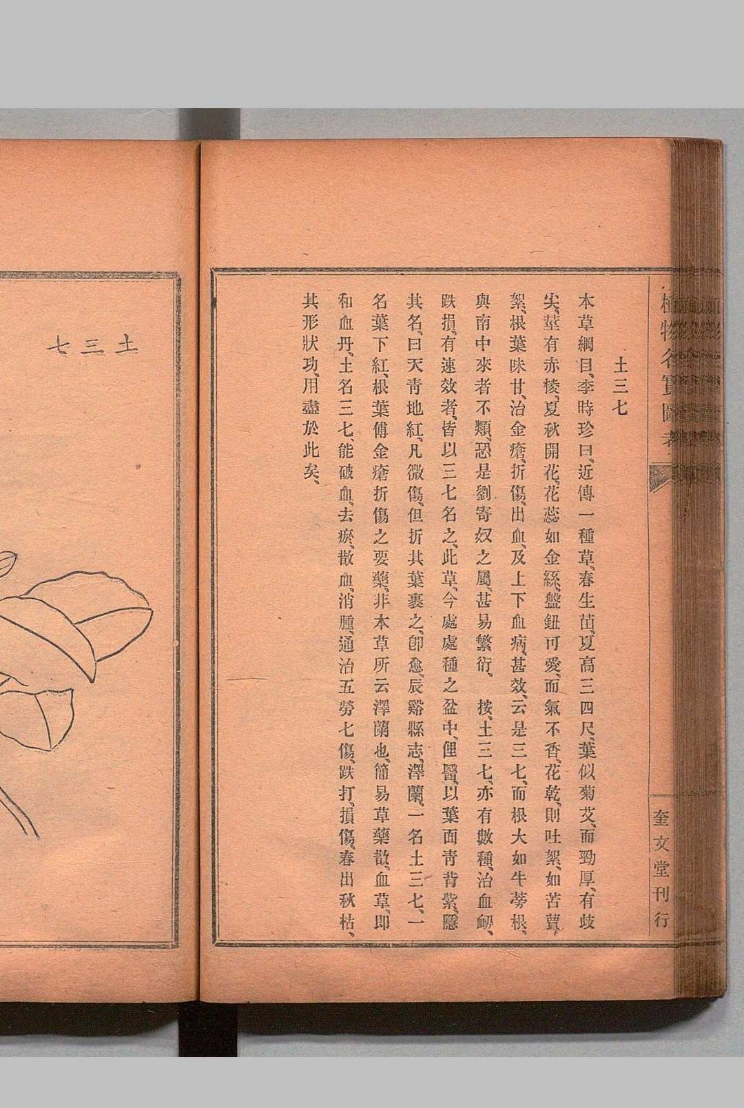 图片[10]中华古籍网-专注古书收集重修植物名实图考 32卷 吴其濬（清）小野职修 训点者冈松瓮谷 刊本 ,明治16年 ～ 刊本 ,明治20年中华古籍网-专注古书收集中华古籍网